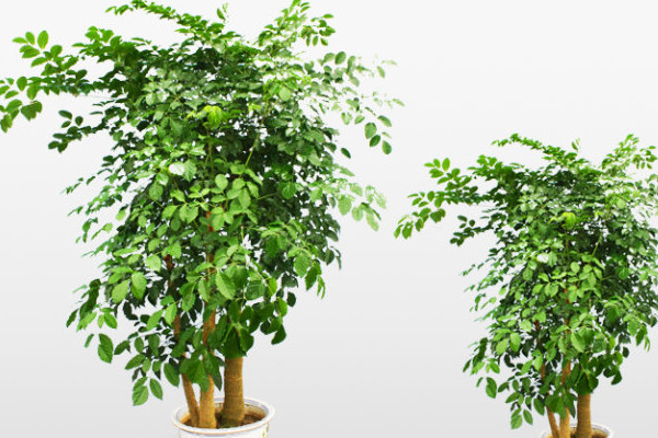 幸福樹幾天澆一次水，一般情況可7~10天澆水一次