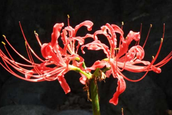 彼岸花葉子發(fā)黃了怎么辦