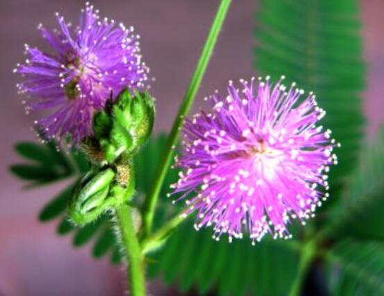 含羞草怎么養(yǎng)開花，注意盆土配置、光照充足