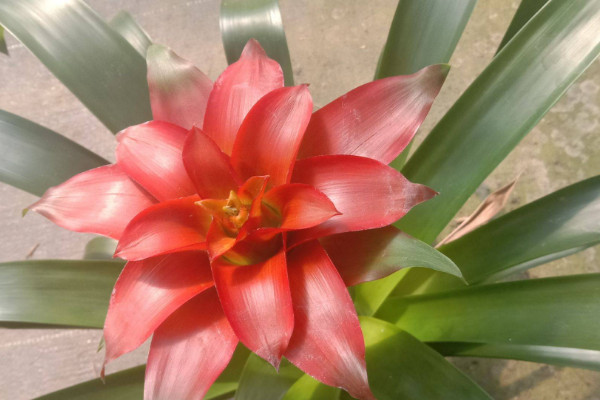 鴻運(yùn)當(dāng)頭還有別名嗎