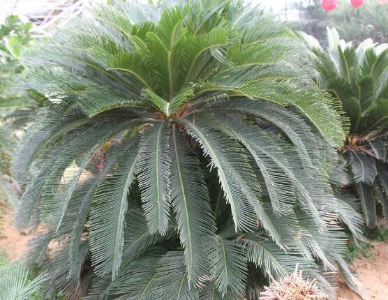 鐵樹開花的征兆，預(yù)示生活美滿、大吉大利