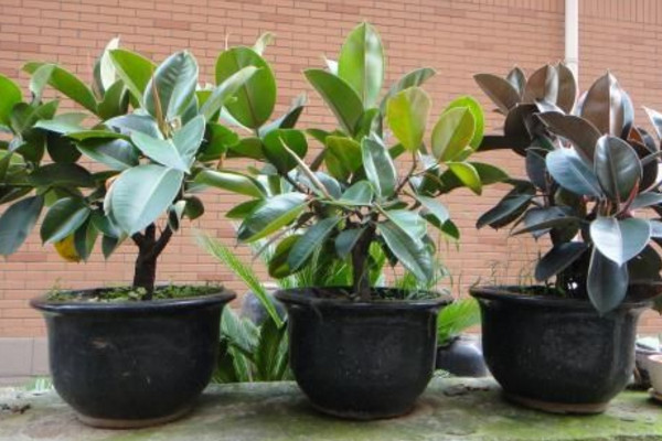 橡皮樹(shù)葉子變軟下垂