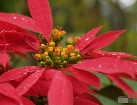 一品紅冬季怎么養(yǎng)，做好五個要點便可安然過冬