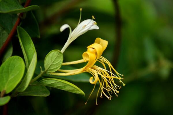 金銀花的種植方法，種子需進(jìn)行催芽處理