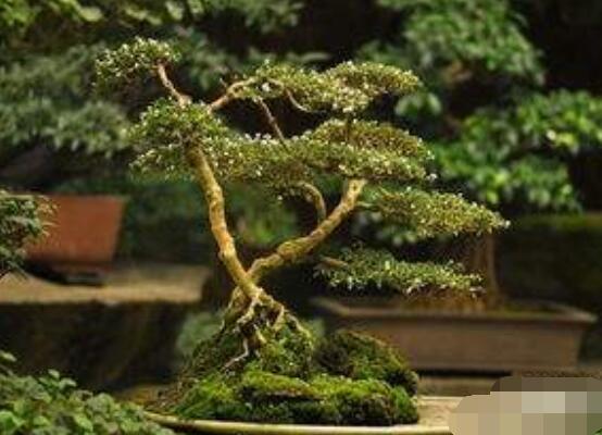 六月雪造型方法，蓄木截干法/剪扎結合法(美觀)