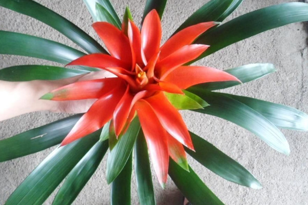 剛買(mǎi)的鴻運(yùn)當(dāng)頭怎么栽