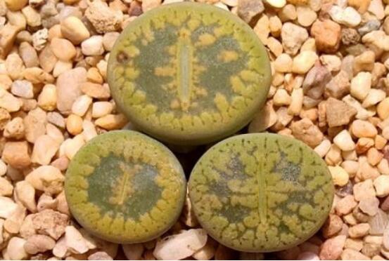 生石花怎么種植，做好六個步驟盆盆爆滿