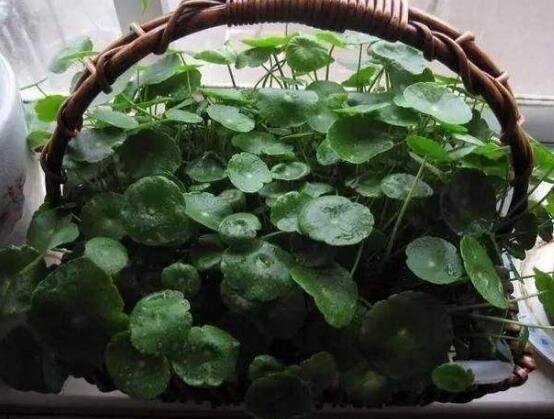 土培銅錢草怎么養(yǎng)，掌握八點(diǎn)因素就可以爆盆了（適合新手）