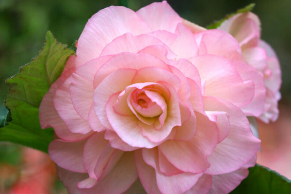 球根海棠出苗后咋養(yǎng)護