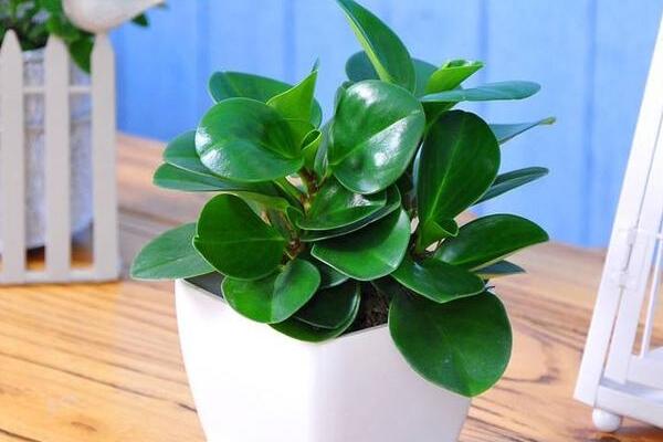 綠植紅碧玉怎么養(yǎng)，碧玉綠植適合室內(nèi)養(yǎng)嗎