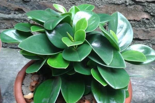 碧玉花的養(yǎng)殖方法和注意事項，必須要掌握的要點