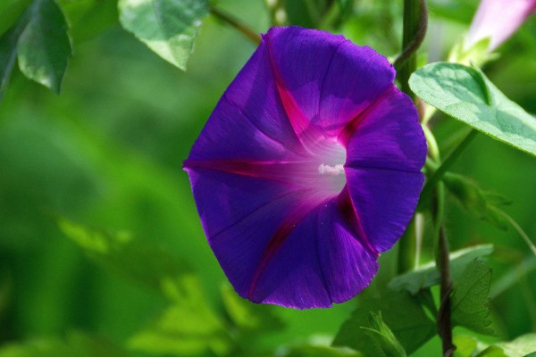 牽?；ú婚_(kāi)花的原因