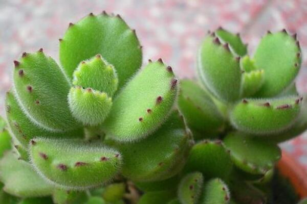 熊童子怎么繁殖，熊童子扦插繁殖方法