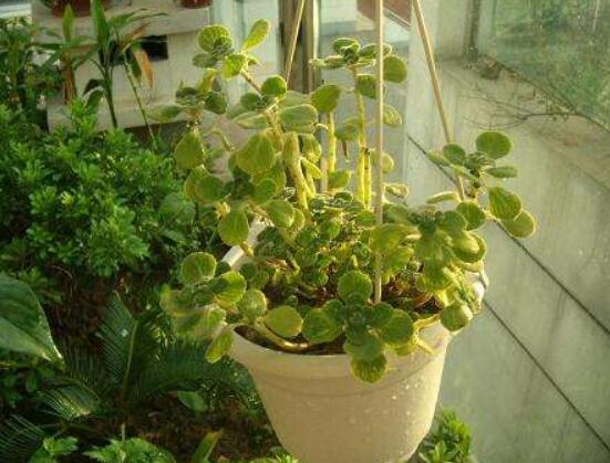 碰碰香如何澆水，做到見干見濕原則