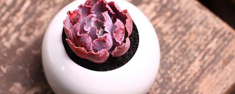 晚霞的葉子裂開(kāi)了怎么辦