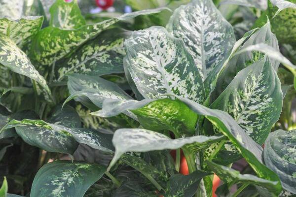 萬(wàn)年青的種類(lèi)，常見(jiàn)的有五種