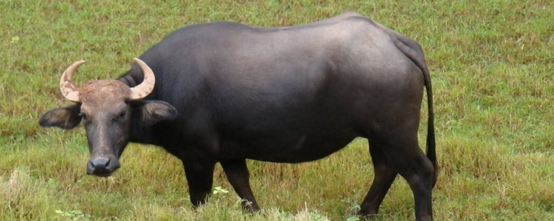 牛糞怎么發(fā)酵成有機肥