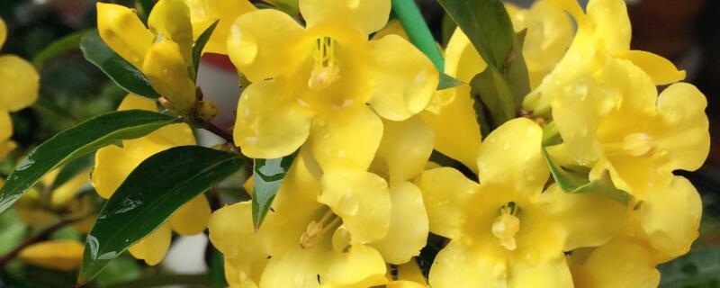 香水茉莉的養(yǎng)殖方法和注意事項