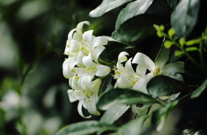 九里香的養(yǎng)殖方法和修剪，光照土壤要嚴(yán)控