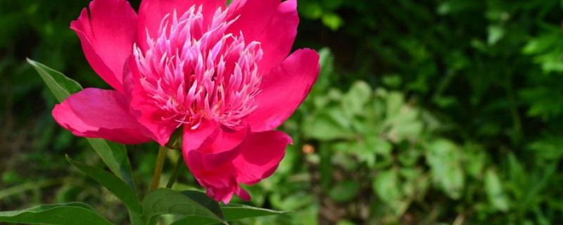 芍藥花室外如何養(yǎng)以及冬天怎么辦