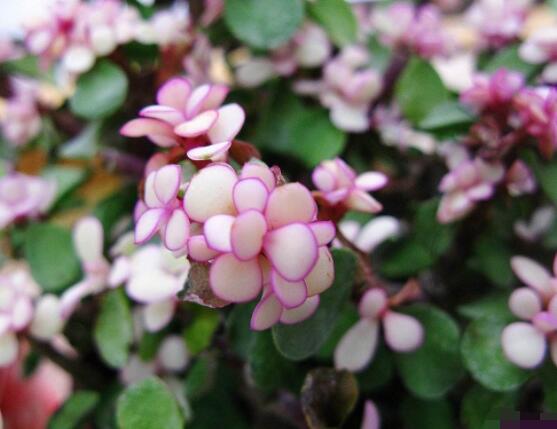 多肉植物雅樂之舞怎么養(yǎng)，注意五個要點一年四季常青