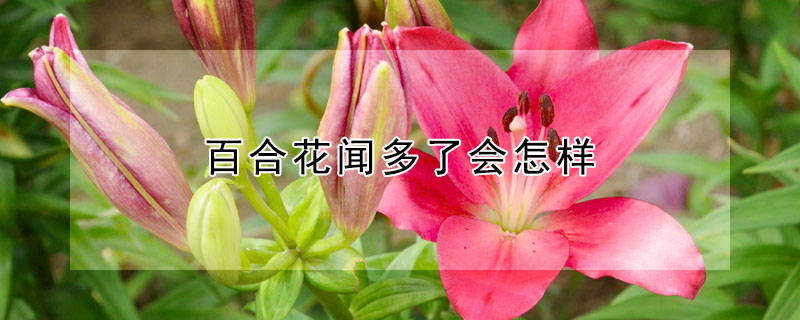 百合花聞多了會(huì)怎樣