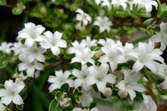 六月雪為什么不開(kāi)花，三種原因以及解決辦法