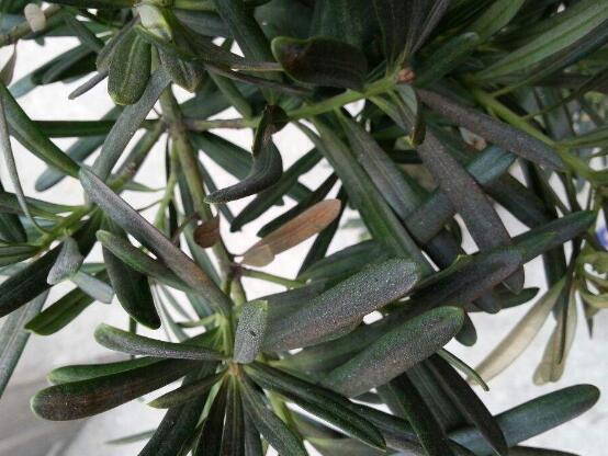 羅漢松葉子發(fā)黃怎么辦，羅漢松葉子發(fā)黃解決辦法