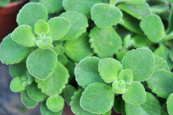 碰碰香怎么水培，只需簡(jiǎn)單幾步就可以完成水培