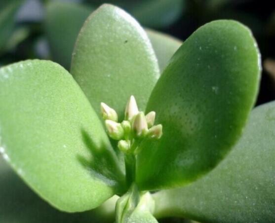 玉樹(shù)燕子掌怎么區(qū)分，主要從葉和花序上辨別