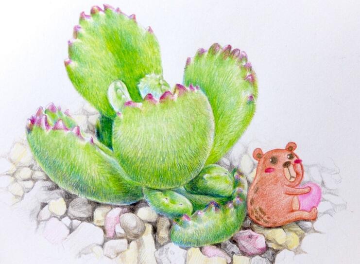 熊童子的花語(yǔ)和傳說(shuō)，玲瓏優(yōu)雅和綠色山珍美好寓意