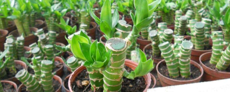 富貴竹土養(yǎng)根埋多深