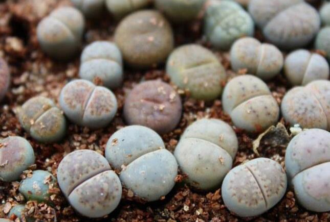 生石花怎么澆水，根據(jù)土壤的干濕程度來衡量澆水程度