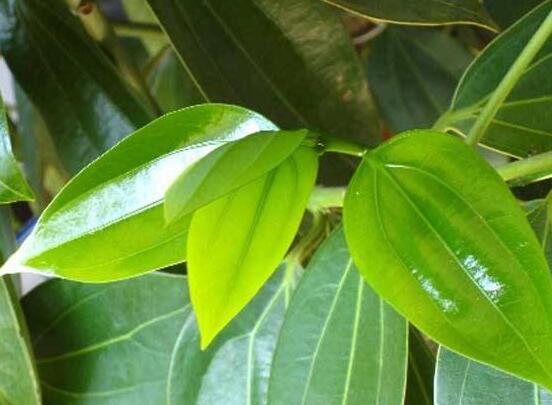 平安樹適合放客廳嗎，凈化空氣、招財生旺