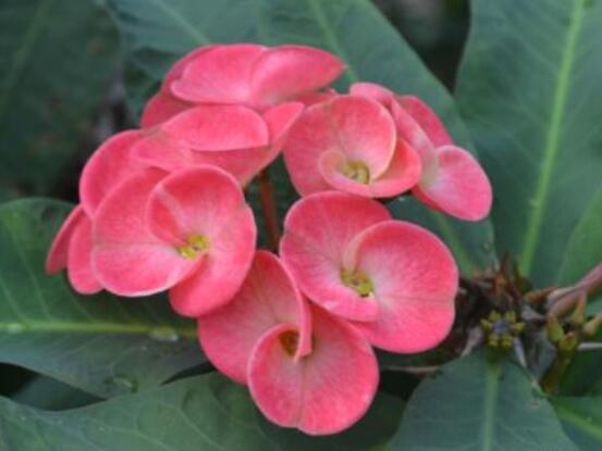 虎刺梅不開花什么原因，老農(nóng)總結(jié)最實用三種解決方法