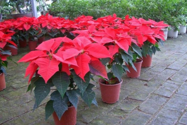 一品紅葉子下垂怎么辦，4種方法解決葉子下垂問題