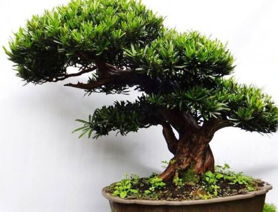 羅漢松葉子發(fā)黃怎么辦，羅漢松葉子發(fā)黃解決辦法