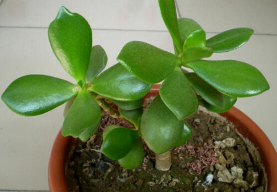 燕子掌能放在室內(nèi)養(yǎng)嗎，能/吸收有害氣體、釋放氧氣(身體健康)