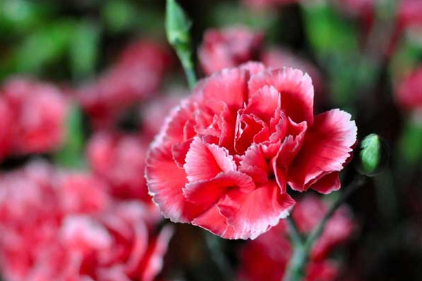 怎么讓康乃馨苞立刻開(kāi)