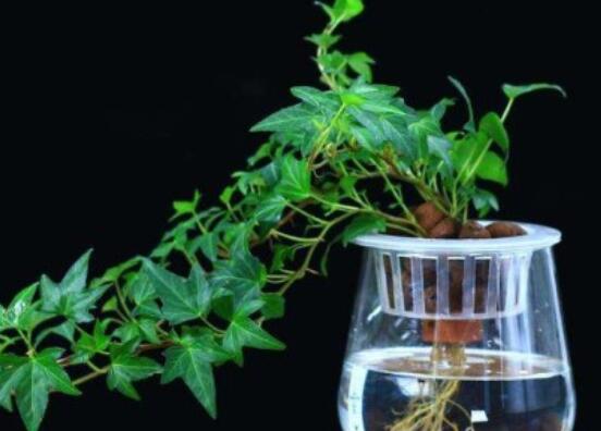 常春藤怎么養(yǎng)殖，盤點最簡單兩種養(yǎng)殖方法(土培和水培)