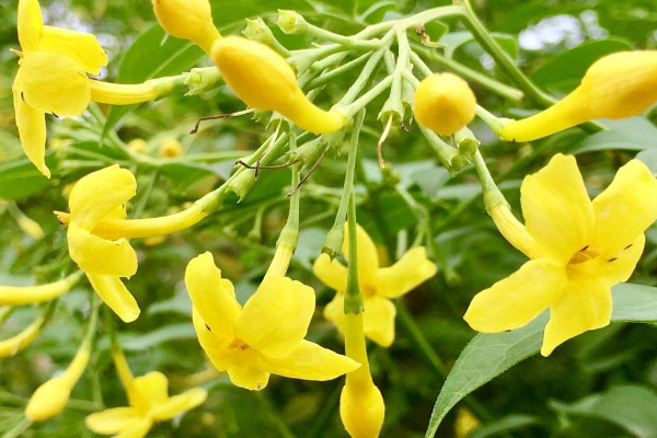 迎春花與探春花的區(qū)別