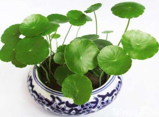 銅錢草有毒嗎，銅錢草可以放在臥室嗎