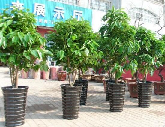 平安樹怎么繁殖，平安樹扦插方法圖解