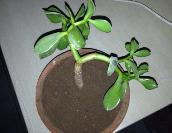 燕子掌怎么繁殖，主要有兩種扦插方法(土插與水插)