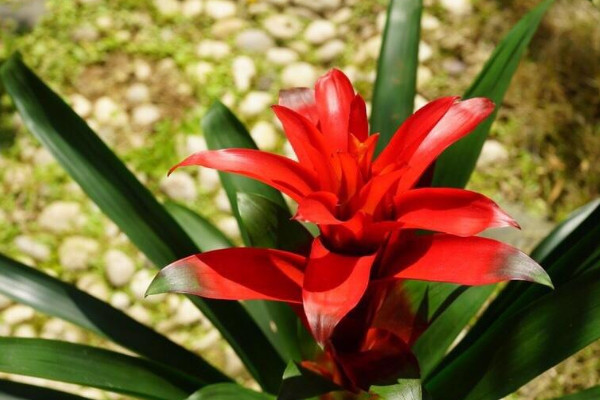 鴻運當(dāng)頭和水塔花一樣嗎