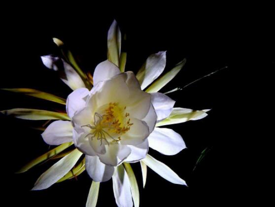 曇花爛根了要怎么辦，及時修剪腐爛根系/做好傷口消毒