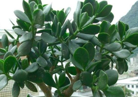 燕子掌的修剪方法，保留主枝反復摘心(春秋生長期)