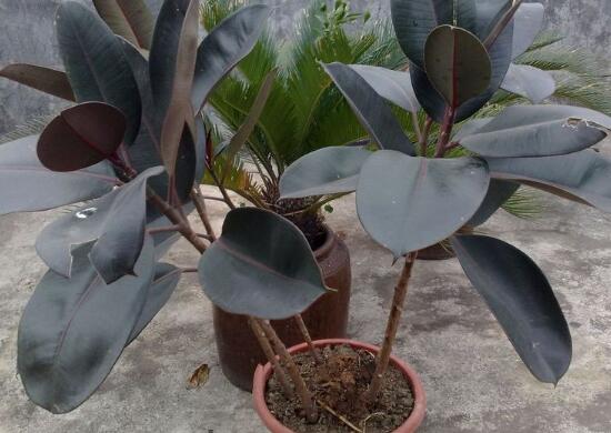 橡皮樹有毒嗎，橡皮樹能放在臥室嗎