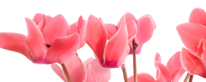 仙客來春夏怎么養(yǎng)護