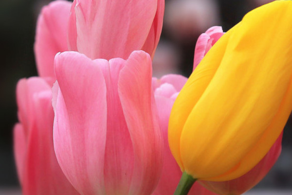 郁金香夏天怎么維護(hù)